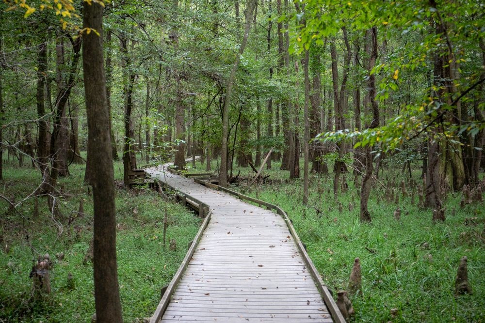 boardwalk through Congaree National Park