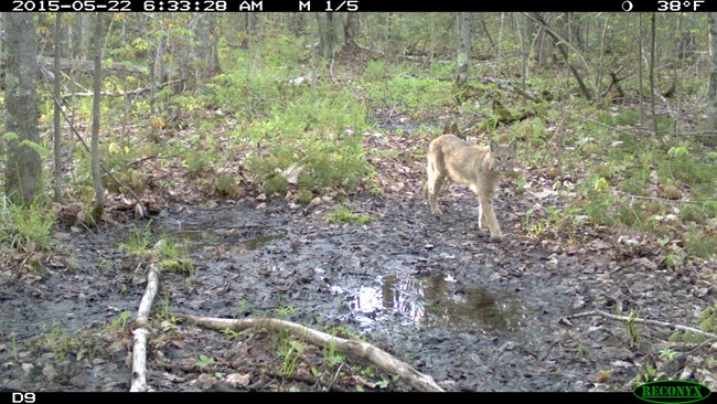 Remote camera image of a bobcat walking in the forest.