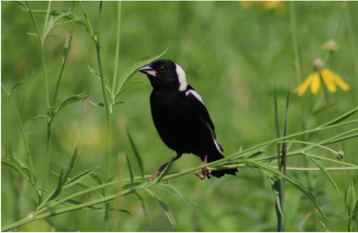 A black and white bird sits on bent stems of prairie plants.