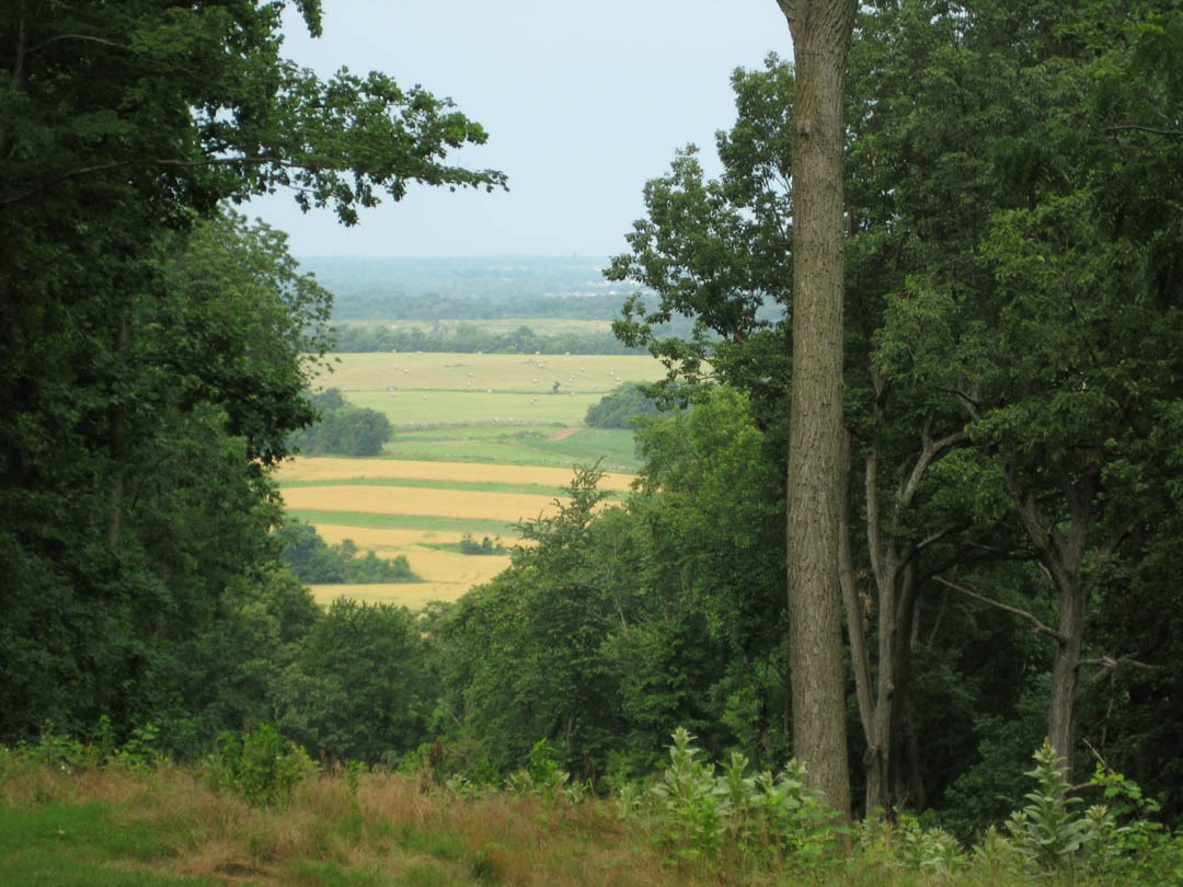 A view of yellow and green farm fields through a gap between trees