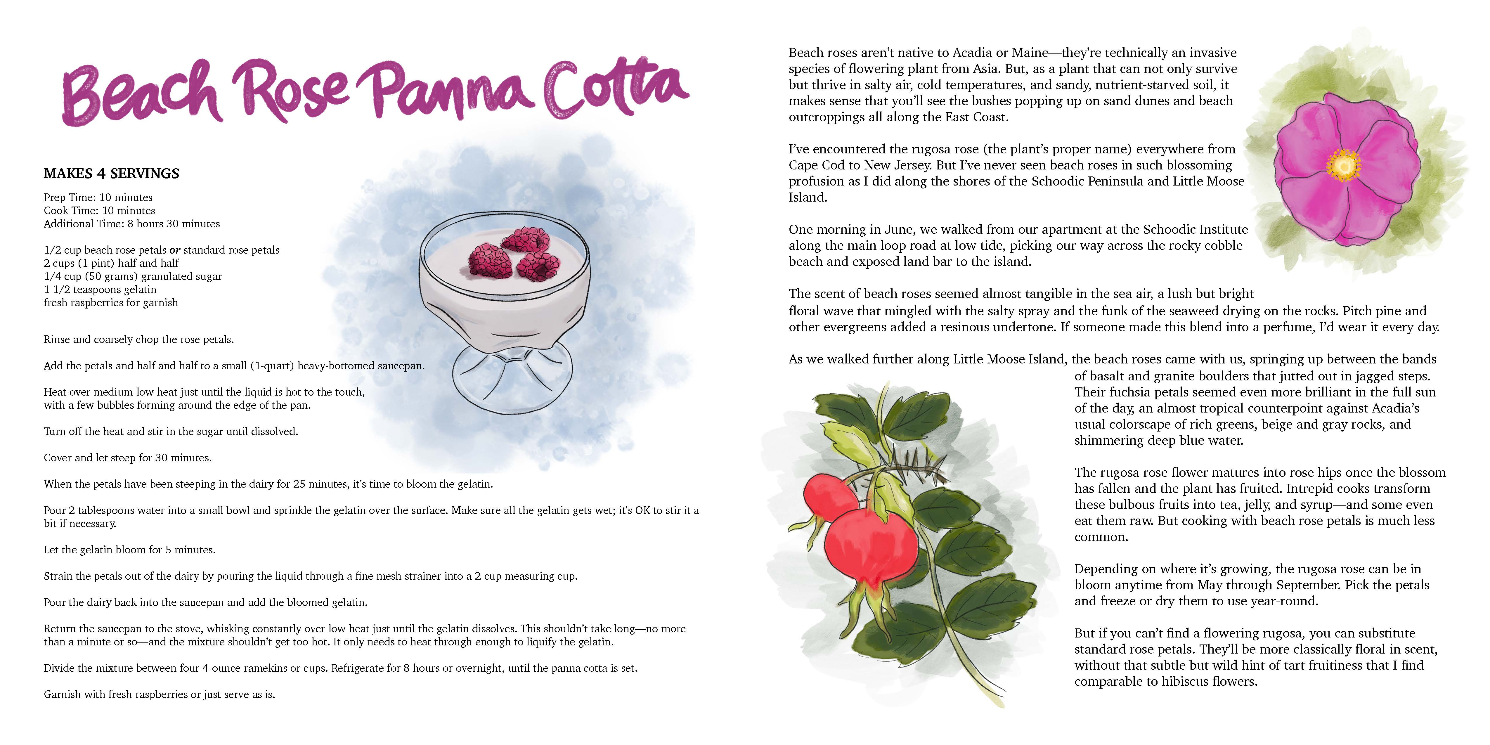 Image of a book spread. The left page has an illustration of a dessert bowl with white liquid garnished with two raspberries. The right page has an illustration of a beach rose and a branch with a mature rose hip.