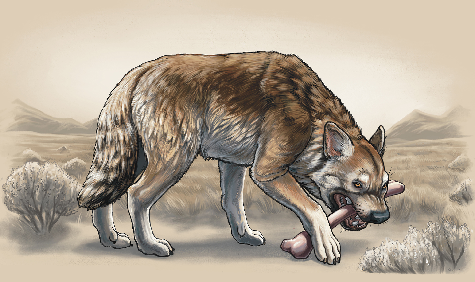 Illustration of a hyena-like creature gnawing on a bone.