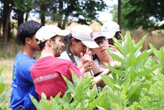 Five adults crowd together closely as they look at leaves on plants as high as their shoulders.