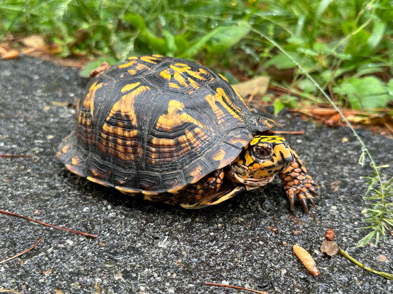 Eastern box turtle on the edge of a road next to green grass.