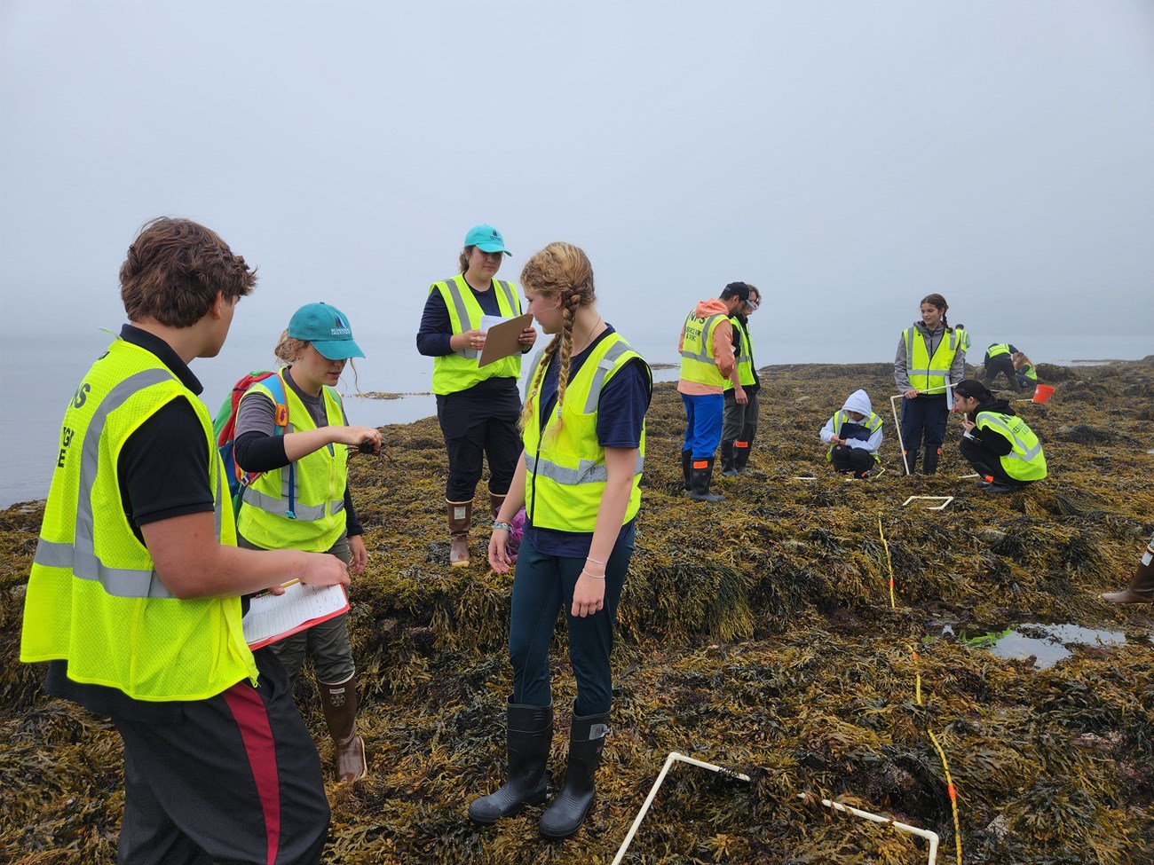 Ten people in yellow vests stand on a shore covered with brown seaweed. The water is calm and the horizon is foggy. Some people hold clipboards. A measuring tape is stretched along the shore with white plastic squares that mark observation areas.