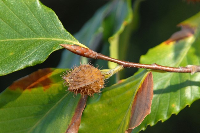 A brown spiky shelled beech nut on a twig with a long bud and green leaves