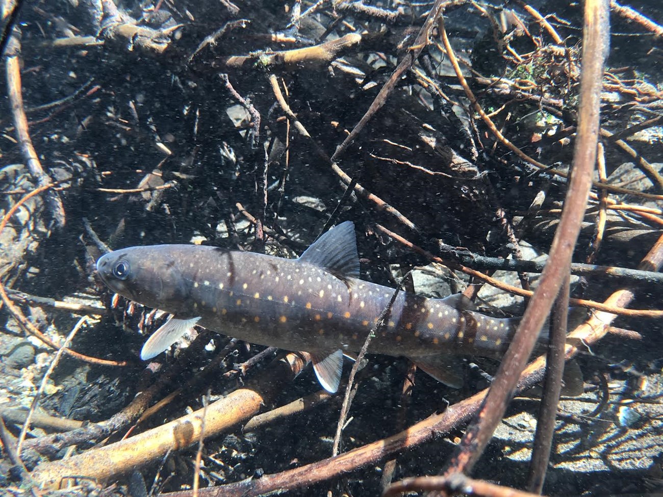 Medium-sized trout with dull brown body and light-orange spots on sides and back.