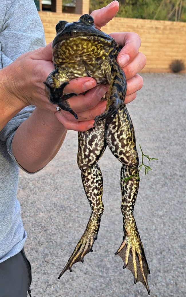 A large frog with dark green spotted head and underside that is yellowish with dark spots and patterns held by a person.