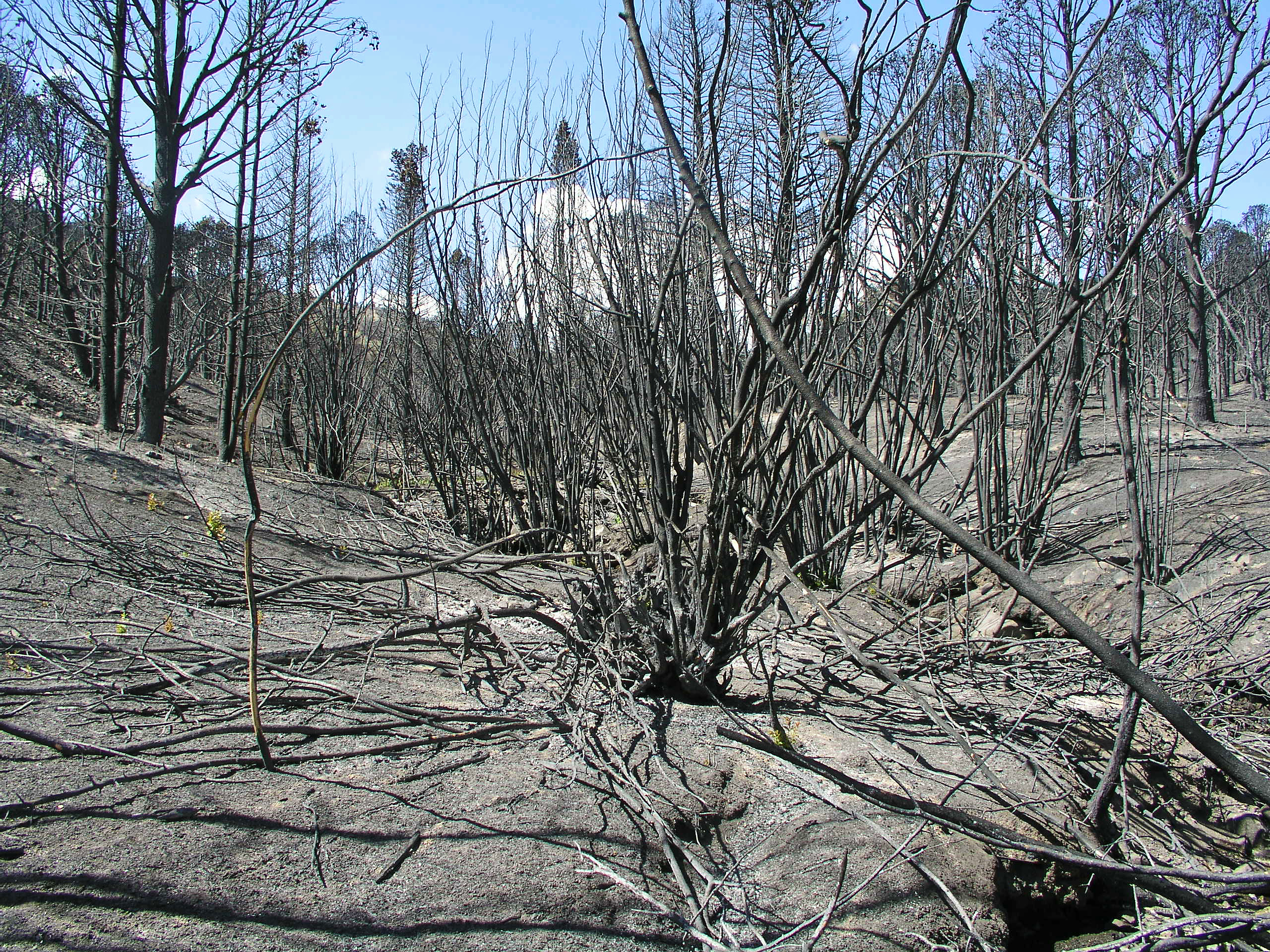 Completely charred hillside leading down towards a stream channel. Charred skeletons of some trees and shrubs are all that remains of the vegetation on either side of the stream.