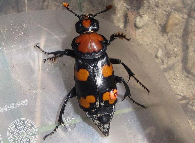 Beetle with orange and black alternating stripes