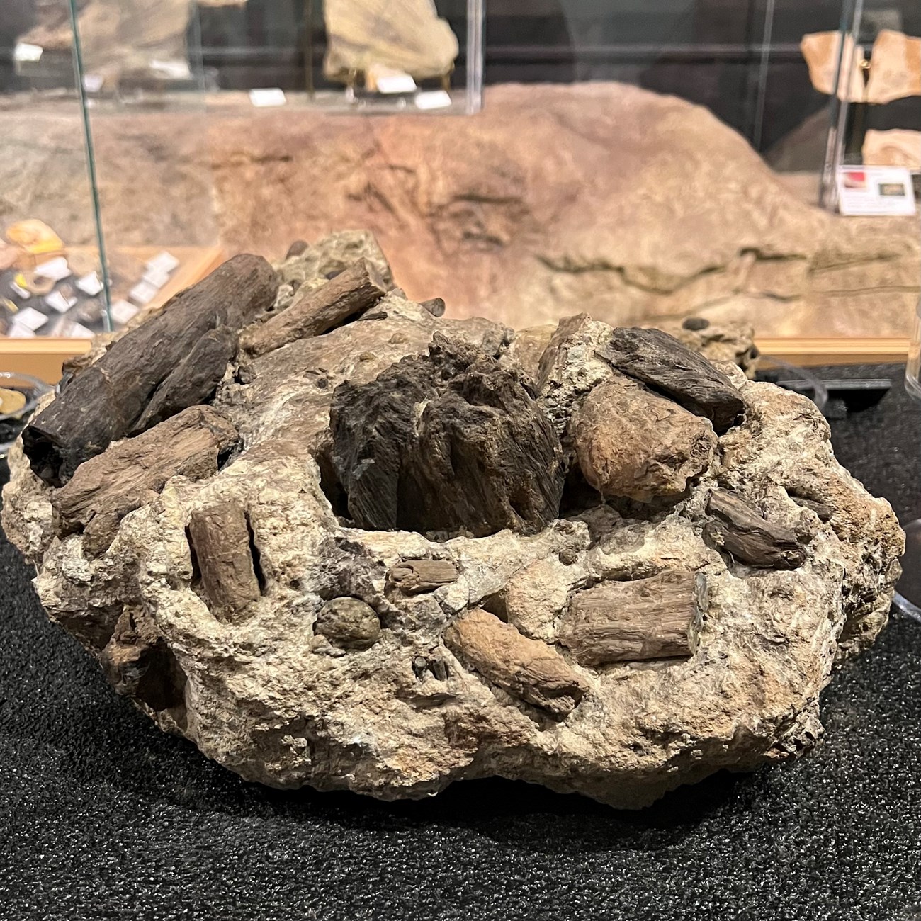 Photo of fossil block with nuts, fruits, seeds, and wood.