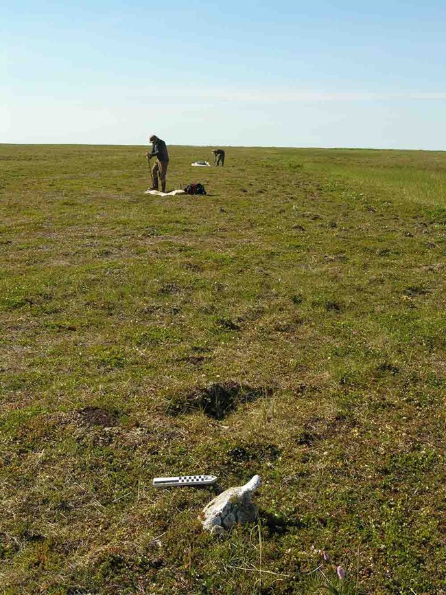 archaeologists work on the Arctic tundra