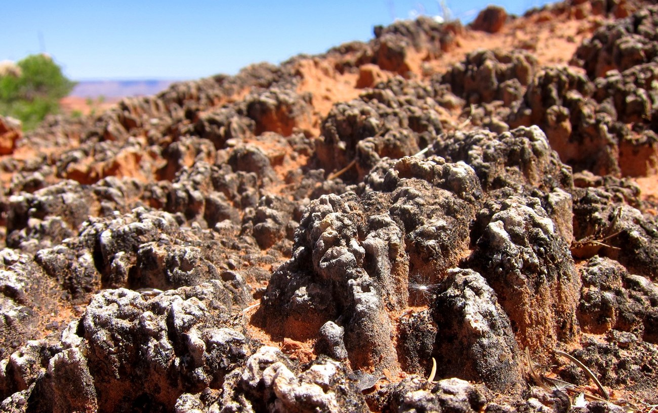 a mature biological soil crust with bumpy dark ridges