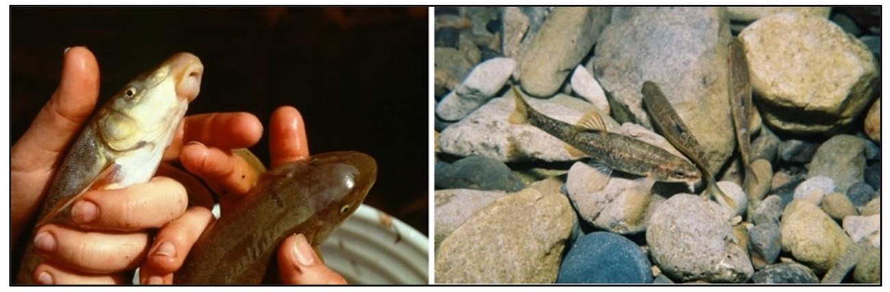 Left photo: A person (with only hands showing) holding a flannelmouth sucker in each hand; one fish is shown from the side and the other is shown from above). Right photo:  Three speckled dace shown in the water over rocks