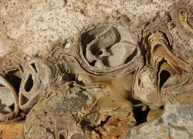 Photo of fossil brachiopods.