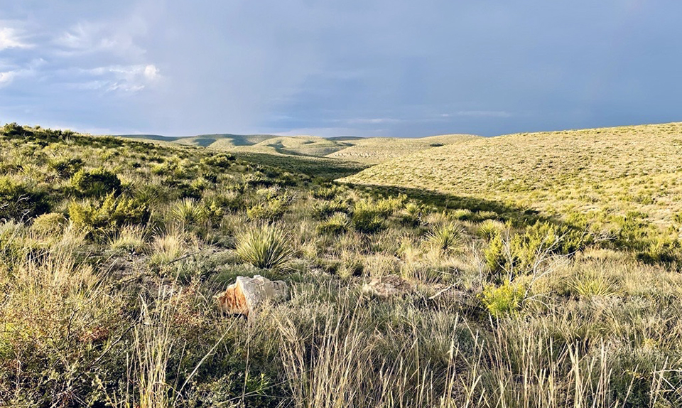 Rolling hills covered in grasses and low scrubby shrubs in a desert with storm clouds in the distance.