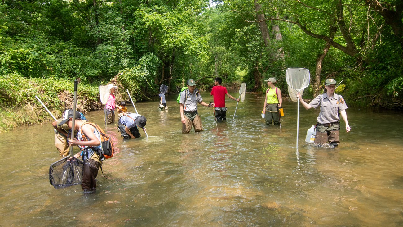 People wearing rubber boots stand in a creek and hold butterfly nets