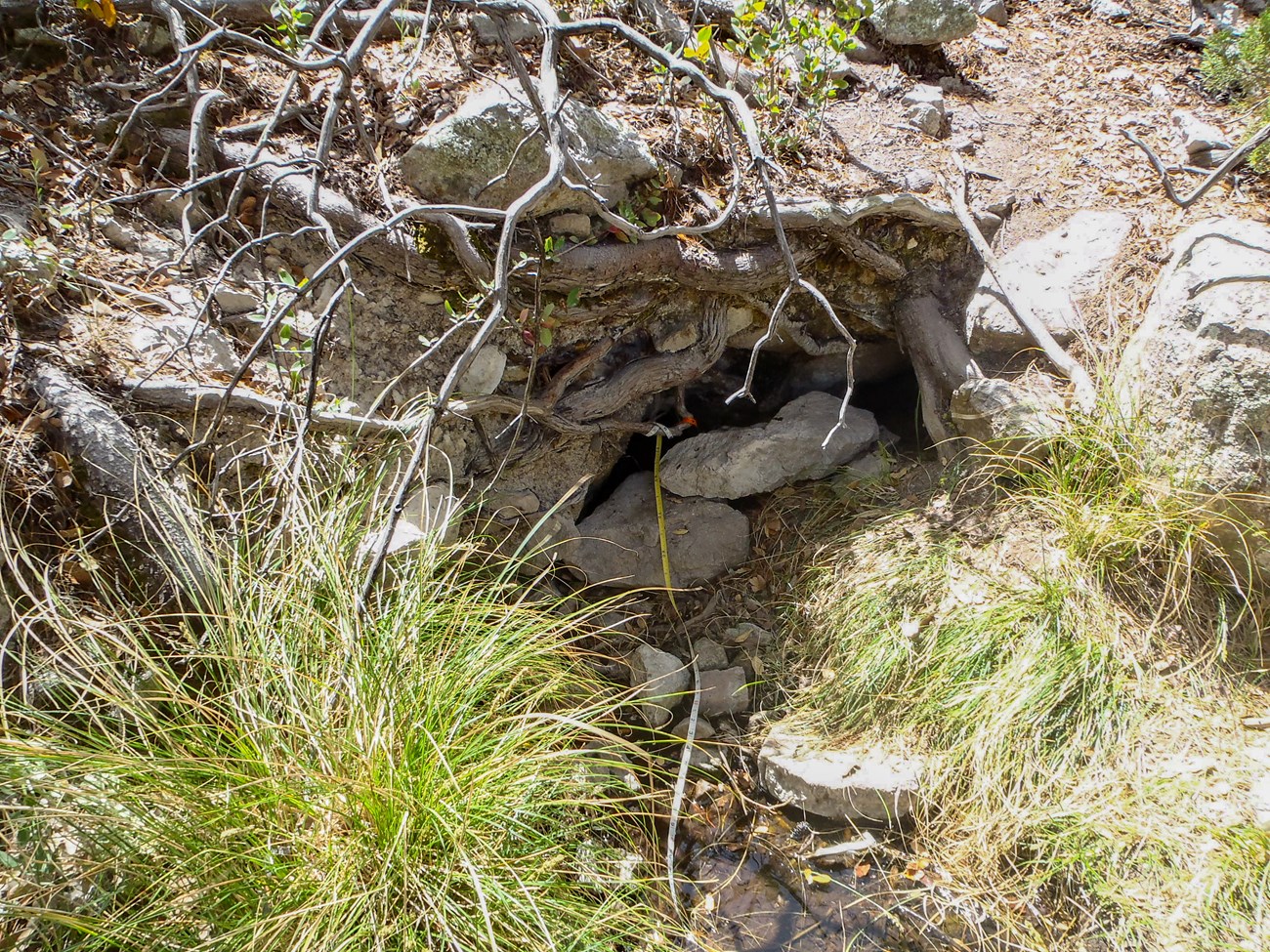 A shallow stream of water emerges from underneath tree root and rock. Green grasses grow on either side of the pool.