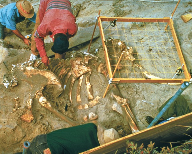 3 people working on a fossil excavation with bones exposed