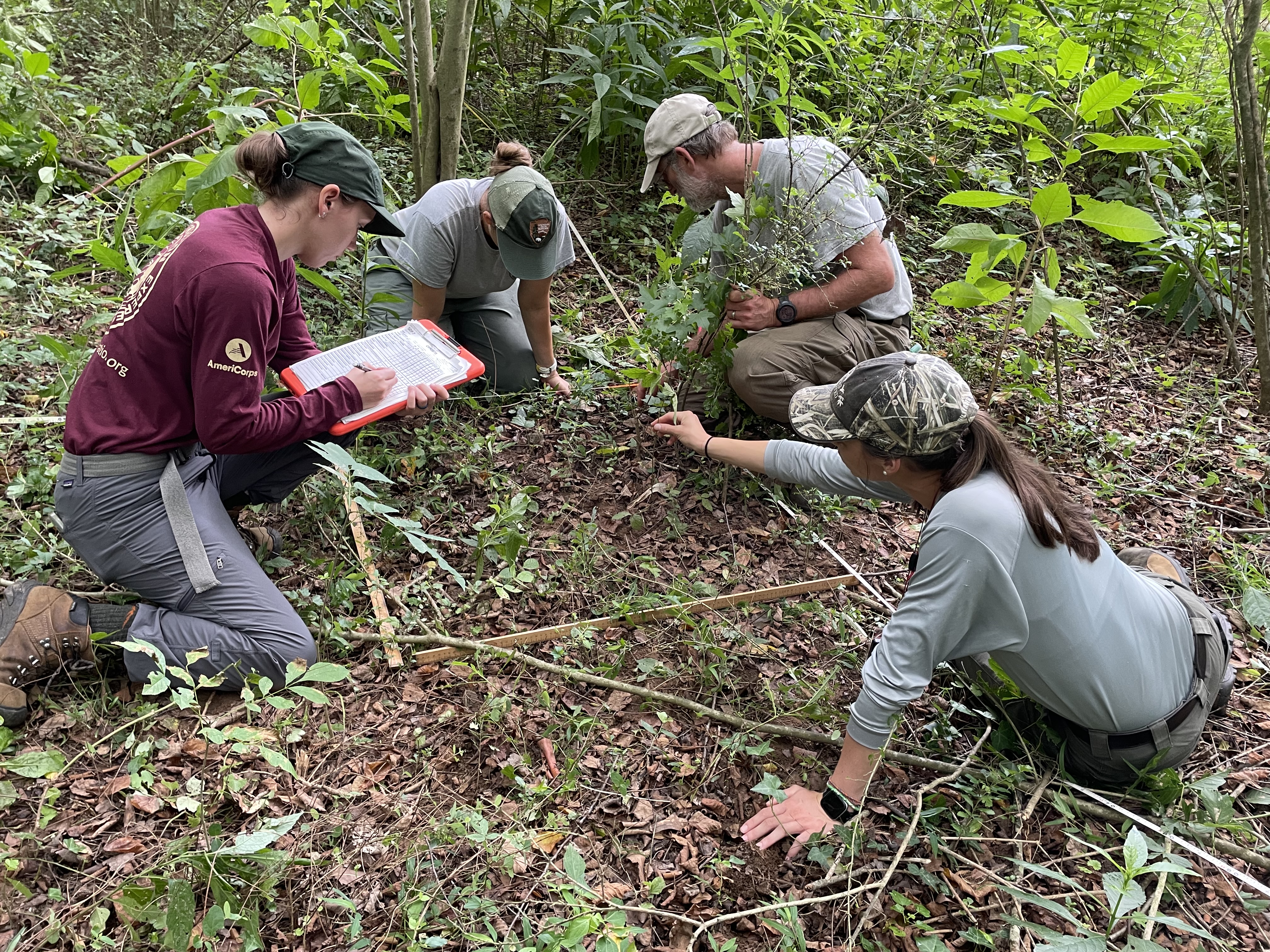 Four people sitting and kneeling on the ground looking at plants in a small box lined with meter sticks.