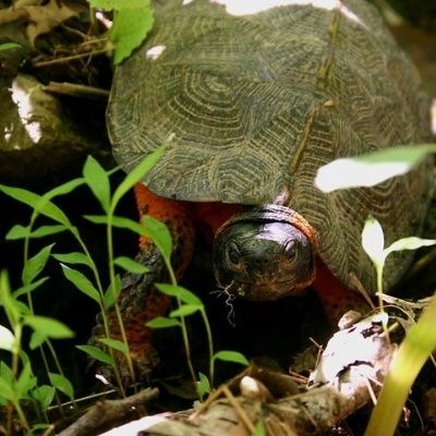 Up close view of a turtle found along the foliage at the C&O Canal.