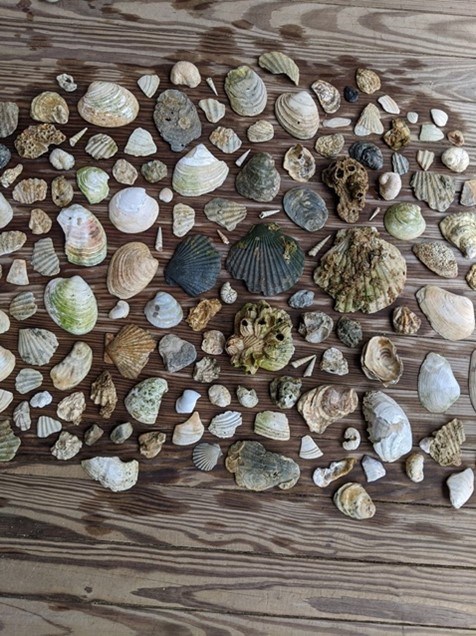 Photo of a large collection of shells laied out on a board.