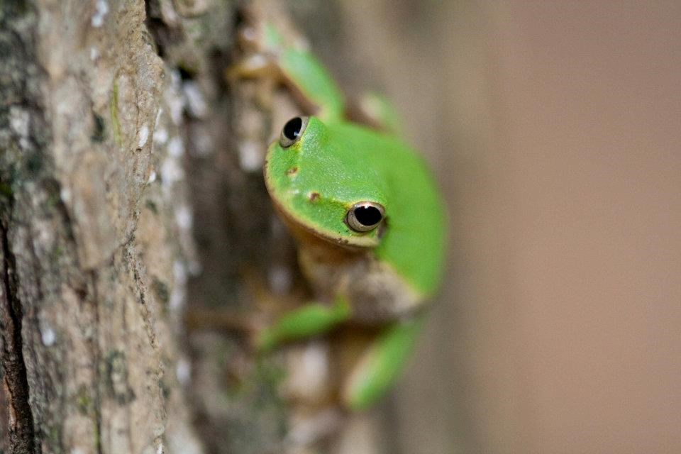 Green frog looking straight at the camera on a tree.