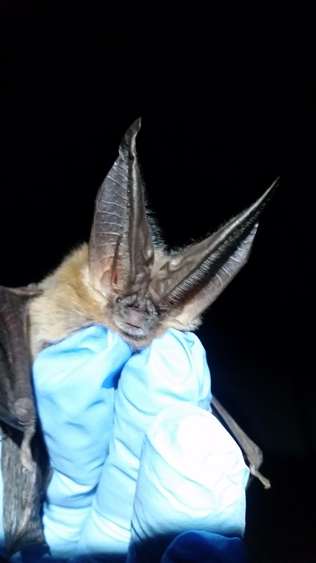 A blue gloved hand holding a Townsend Big-Eared Bat.