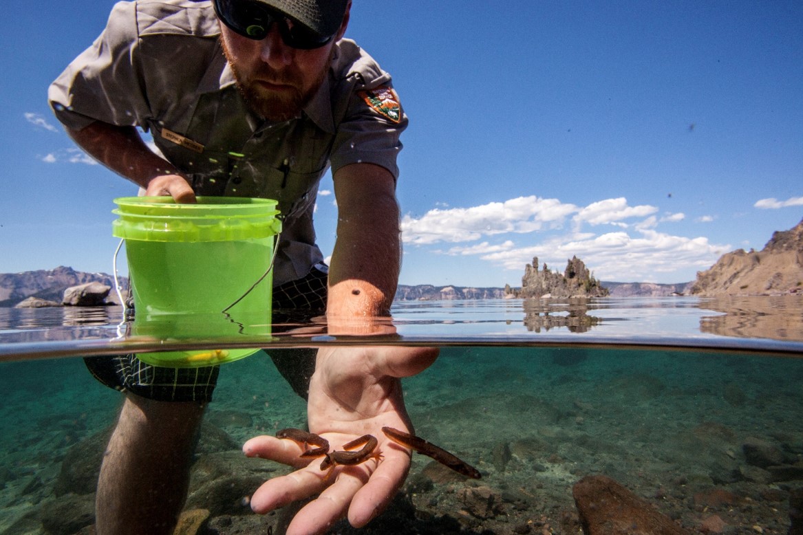 Half-underwater photo of park staff releasing Mazama newts into the clear waters of Crater Lake.