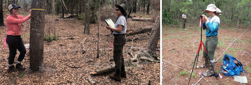 Woman measuring a tree trunk, a woman with a clipboard and a woman sets a camera on a tripod