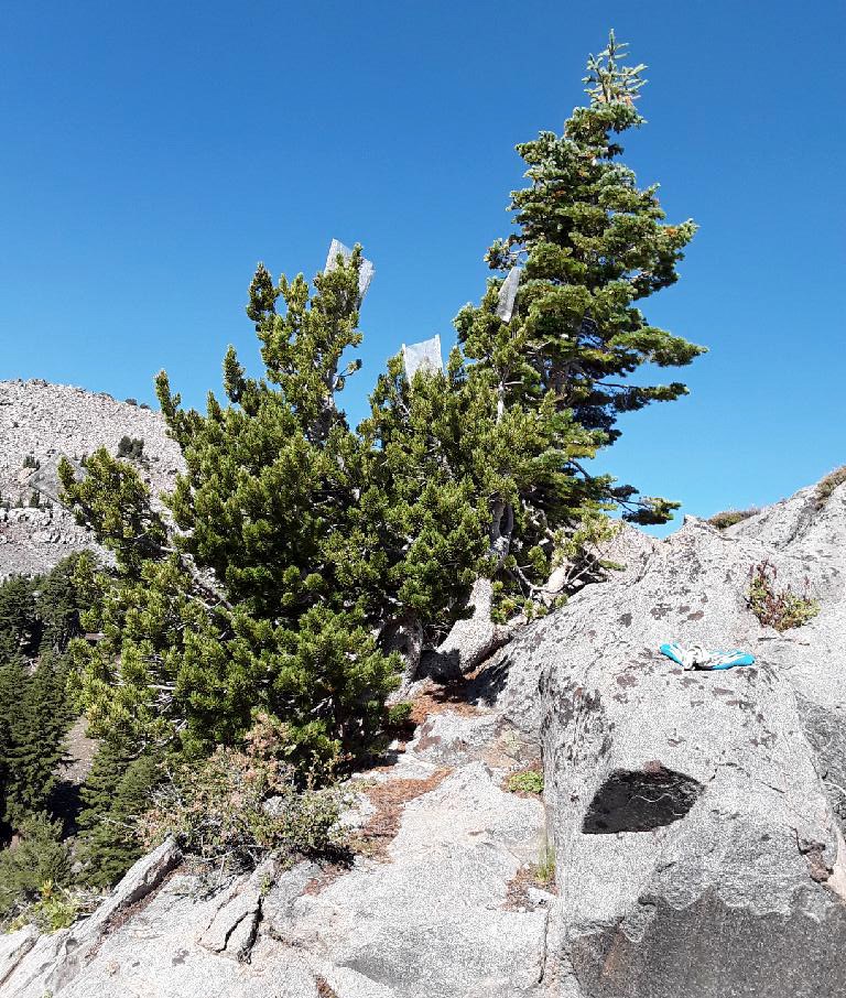 Cages stick off the branches of a pine tree in a rocky landscape