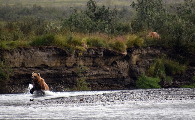 Bear fishing a small river.
