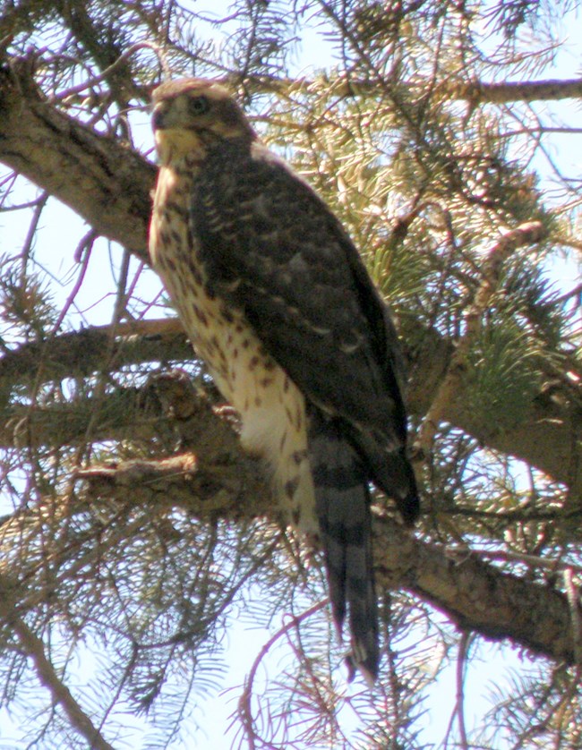 A goshawk sitting in a conifer tree.