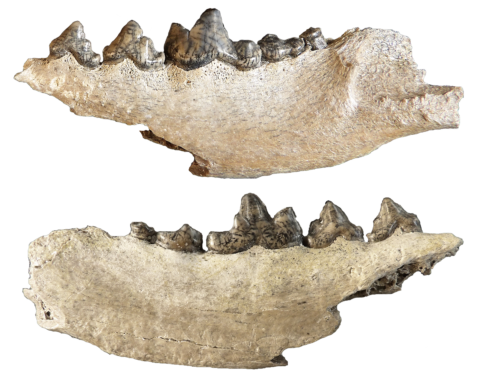 Two white fossil jawbones with brown teeth.