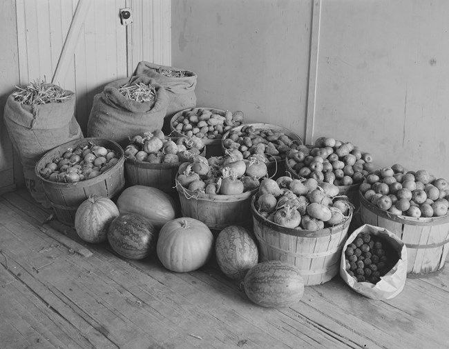 A black and white photo of bushels and bags of beans, potatoes, turnips, onions, melons, and squash in the corner of an outbuilding with a wooden floor.