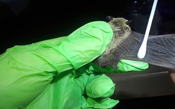 Small brown bat held by scientist with gloved hand, while its wing is swabbed for the fungus that caused white nose syndrome.