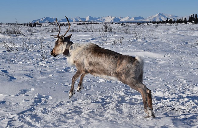 A newly collared caribou bounces away.