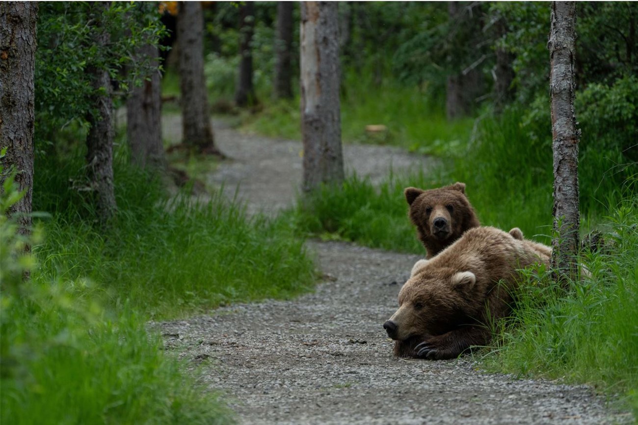 A sow and cubs rest on a trail