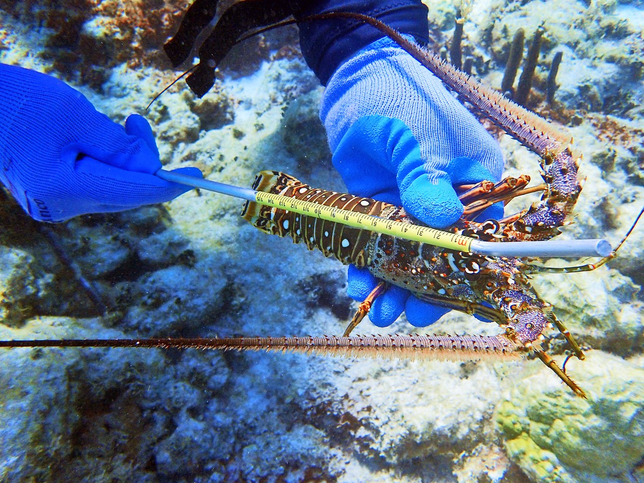 Underwater photo of gloved hands holding a medium-sized spiny lobster, and measuring it in cm with a straw-shaped ruler. It's about 15.5 cm from its head to the base of its tail.