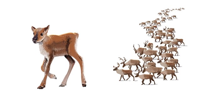 Graphic illustration of a caribou calf juxtaposed by a wild herd.