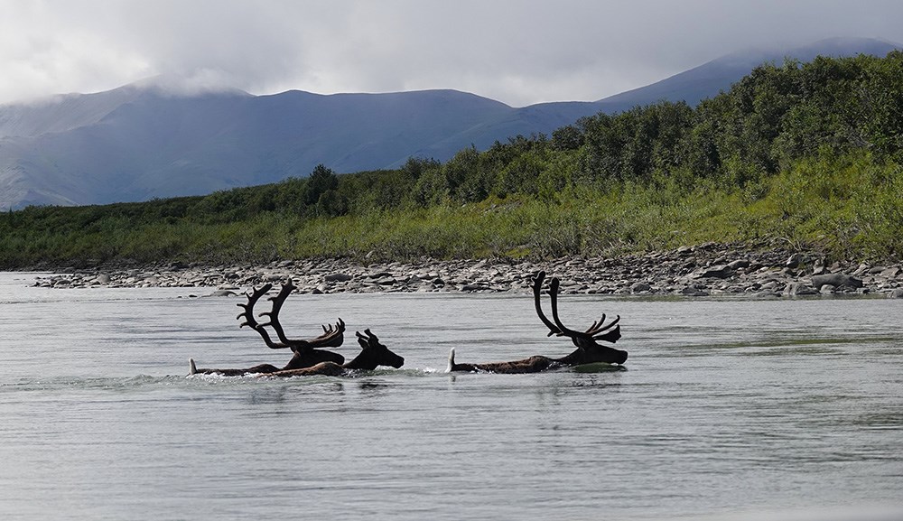 Two caribou bulls swimming across a river.