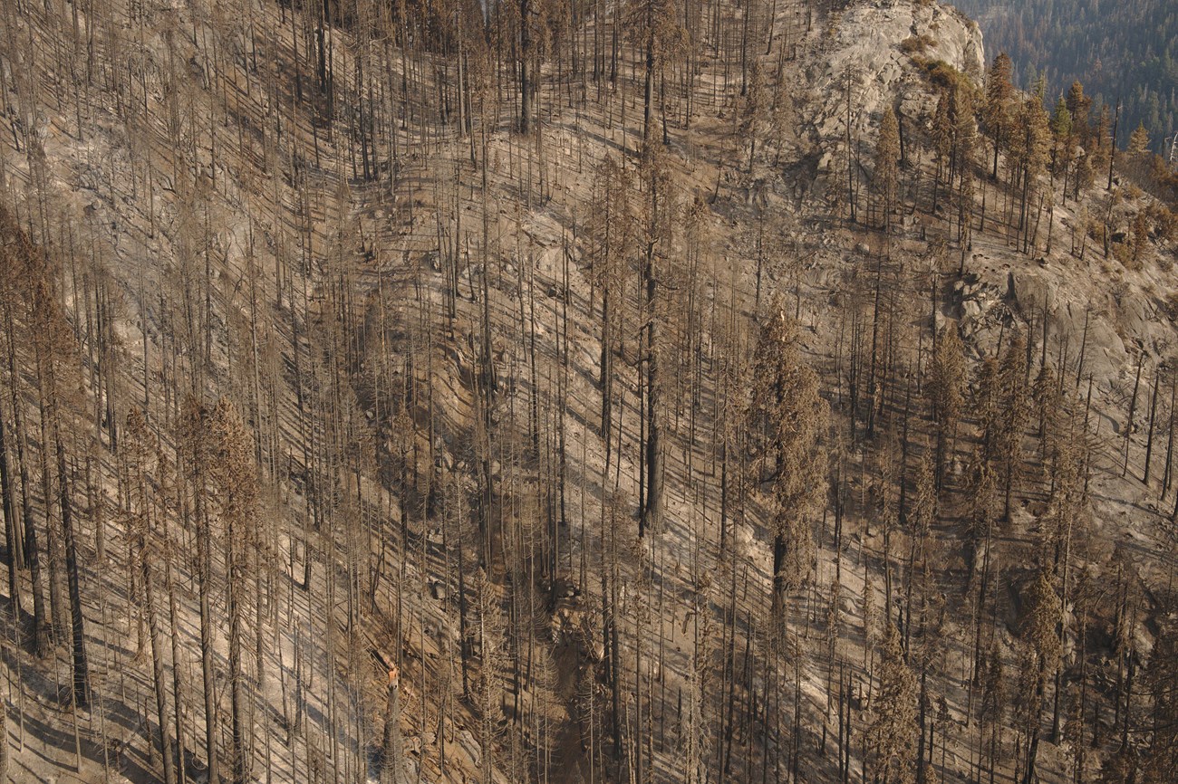 Aerial view of fire-killed giant sequoias on a steep slope.