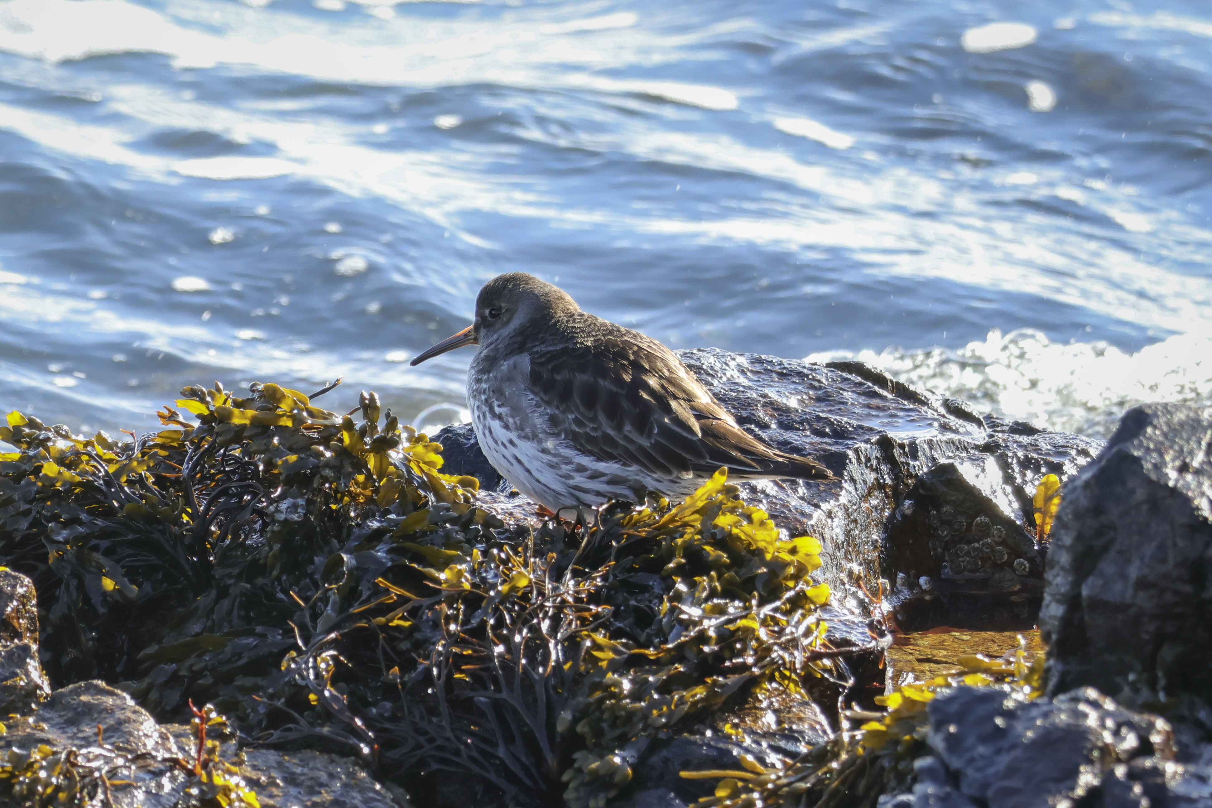 Purple Sandpiper on wet, seaweed-covered rocks with waves in the background at Acadia National Park.