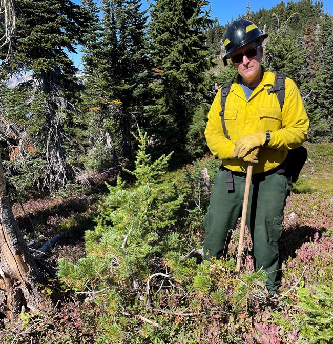 A firefighter in full personal protective equipment holds a hand tool while staning in brush near coniferous trees.