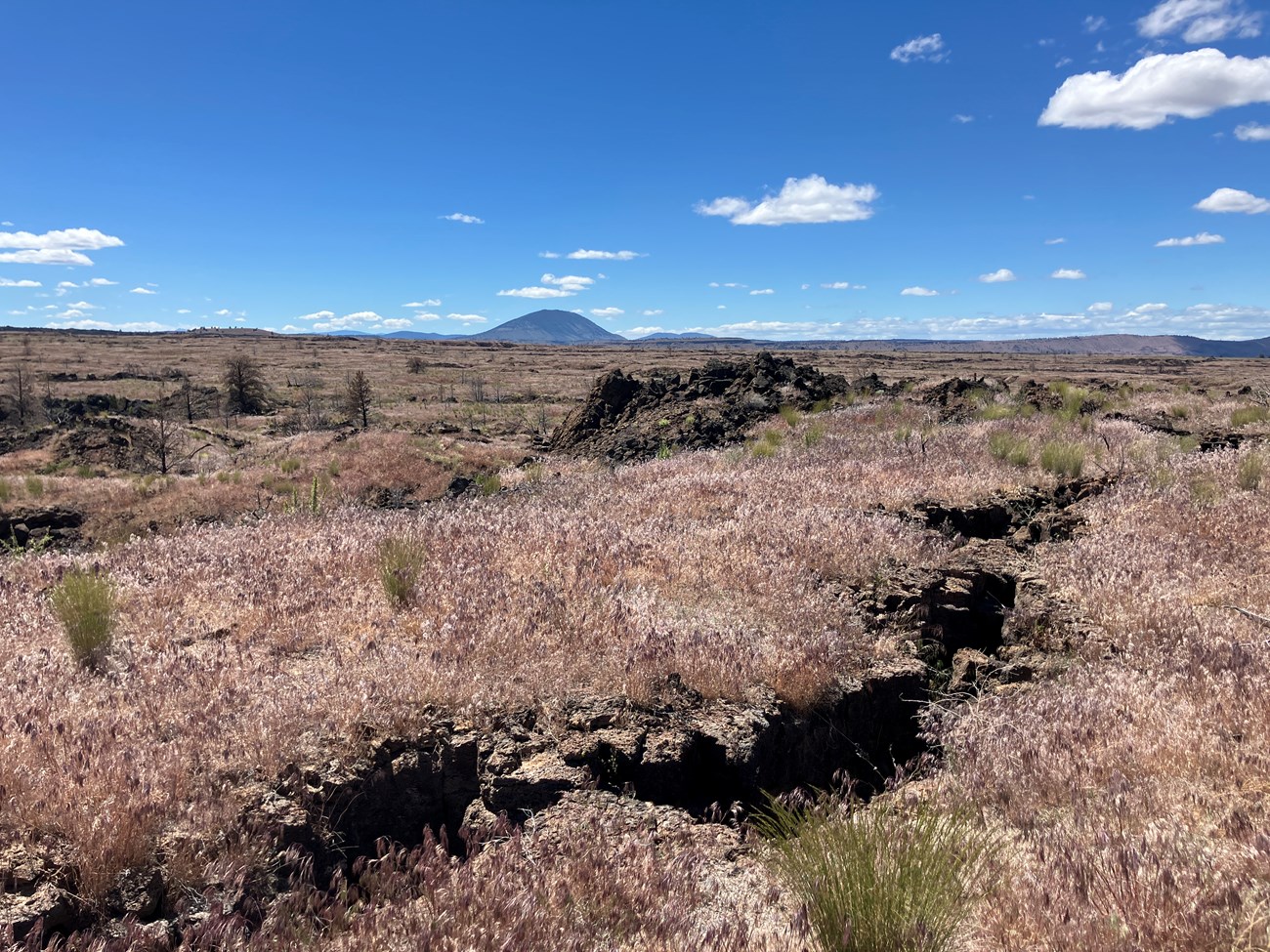 Dense cover of dry, reddish-brown, short grass on a sparse landscape with occasional small shrubs.