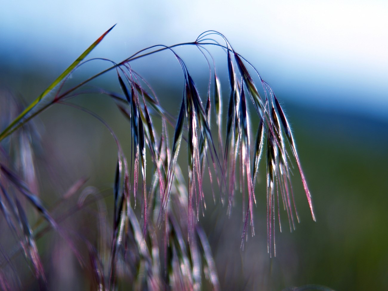 Long, slender, and slightly reddish seed heads droop off a grass stem.