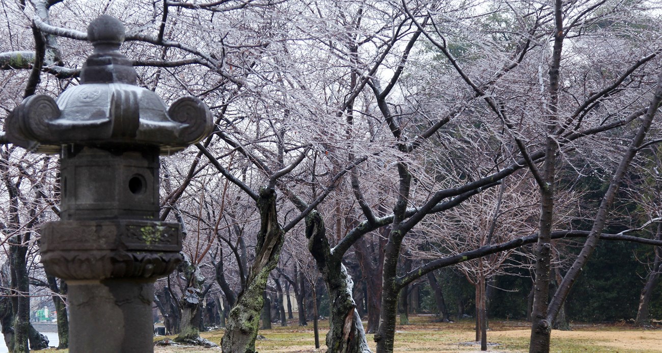 A Japanese stone lantern stand inside an urban forest of Japanese cherry trees