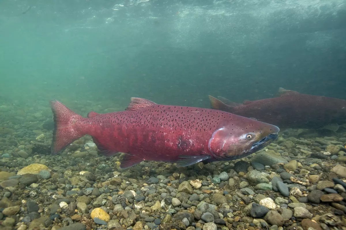 a red chinook slamon swims along a rocky riverbed