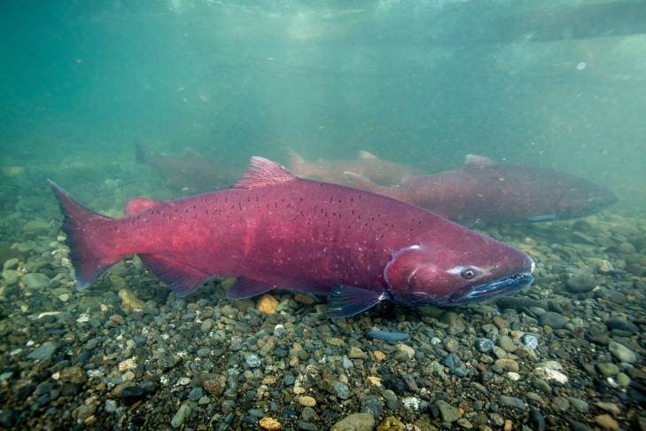 Red-hued fish with dark sots swimming in water above a gravel surface