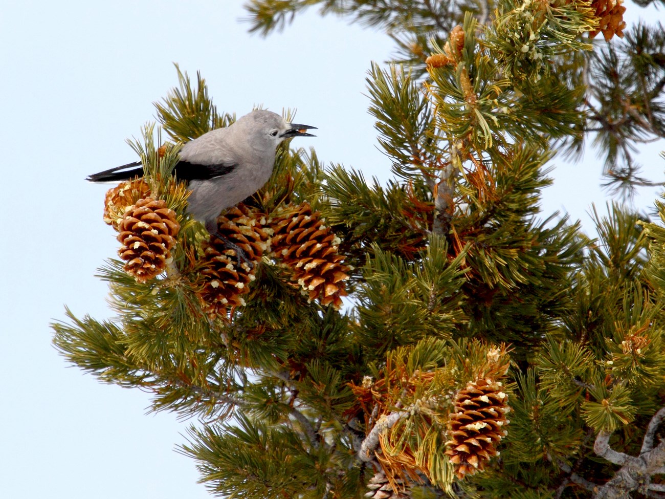 A gray bird with black wings, with a seed in its mouth, sitting in an evergreen tree filled with brown pine cones.